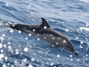 Delphin Madeira RH_L6996-