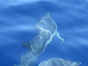 Delphine-unter-Wasser-Azoren RH_L3807